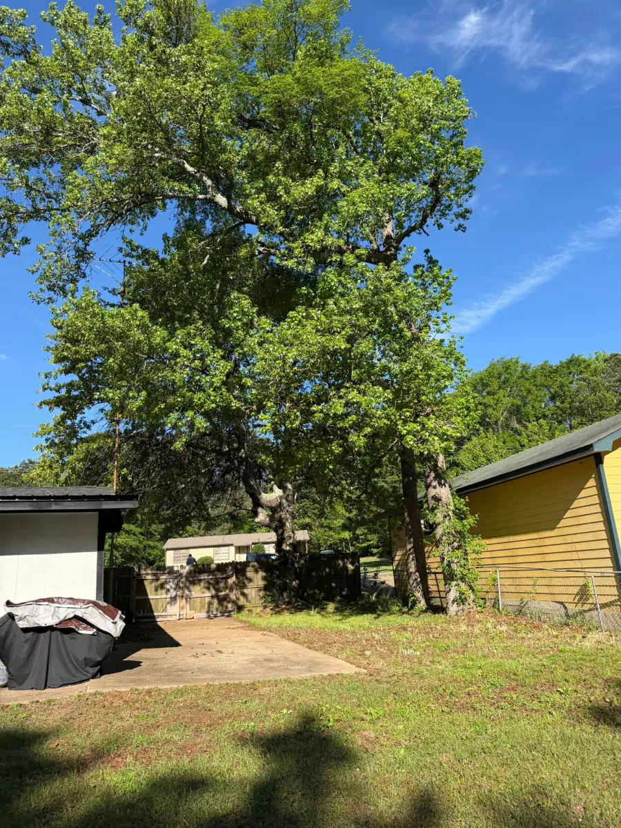 Banda’s Tree Service And Lawn Care 61