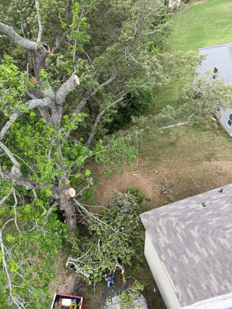Banda’s Tree Service And Lawn Care 96