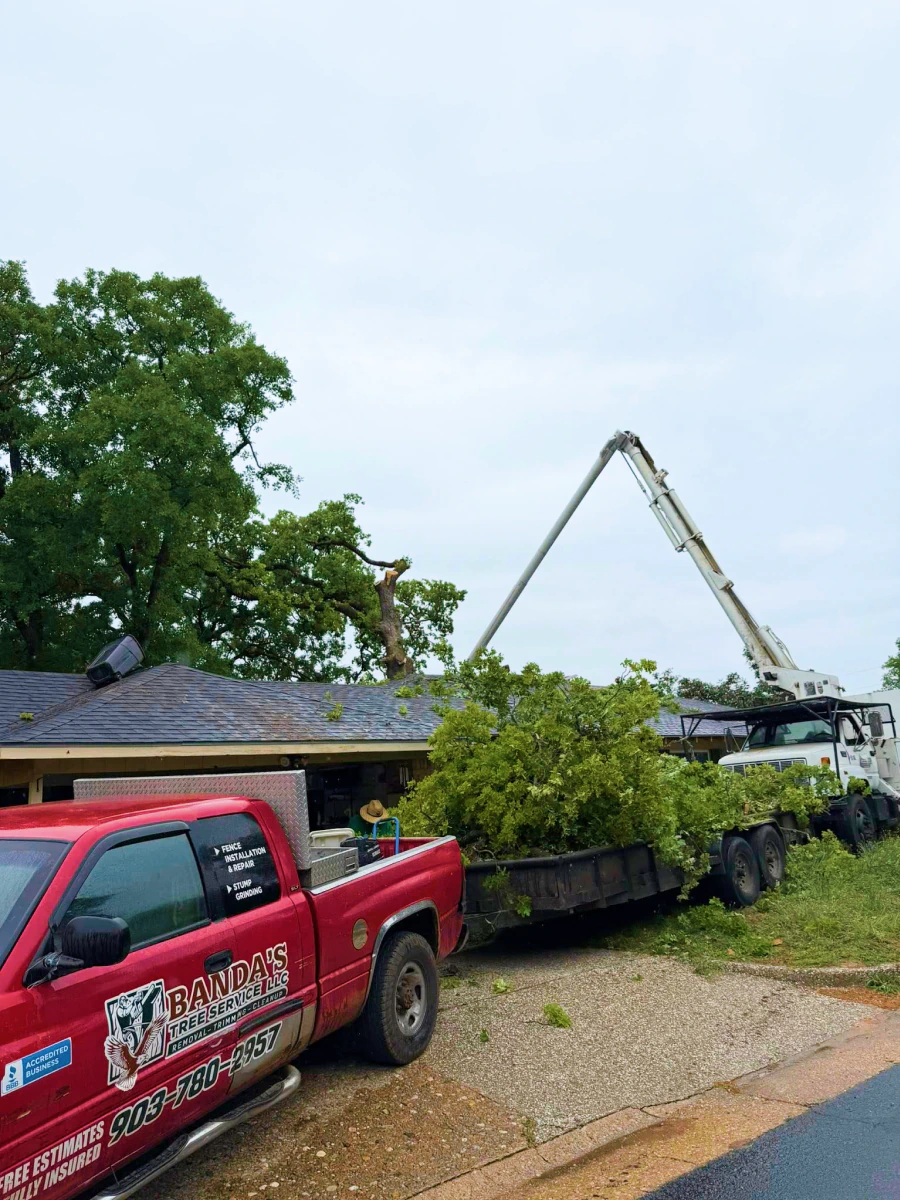 residential tree removal services