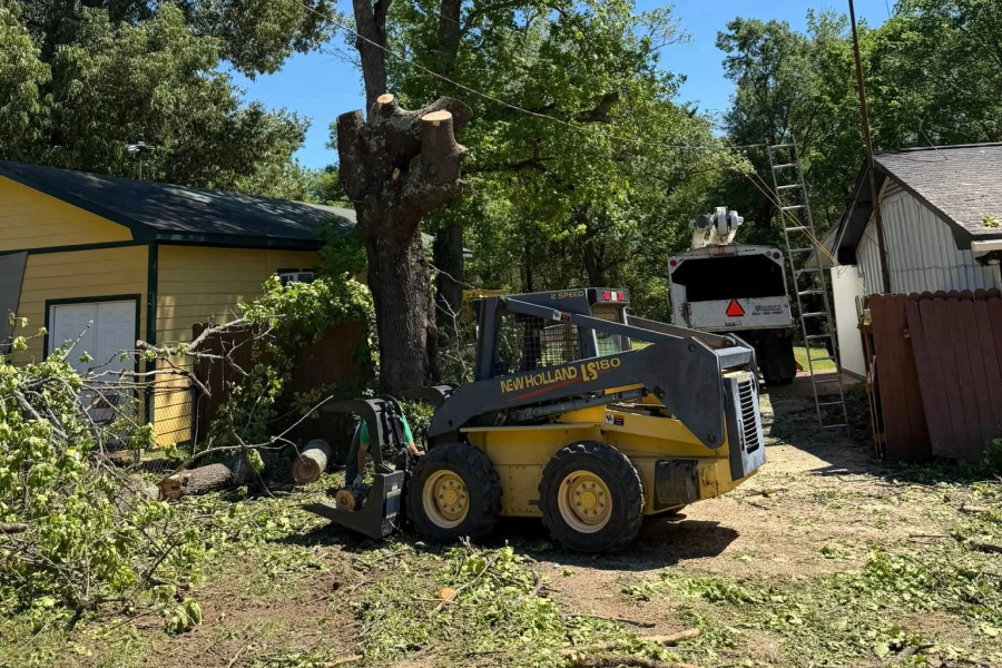 tree removal service tree removal service